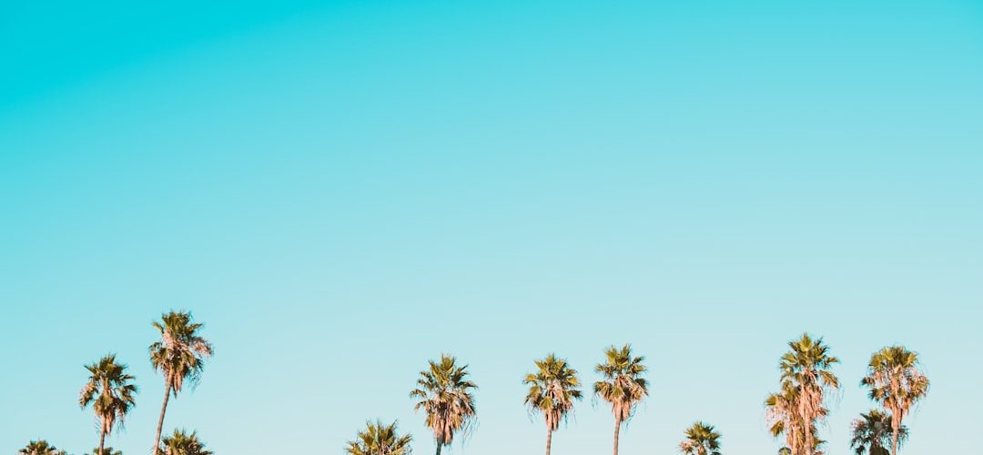 Photo obligacje skarbowe